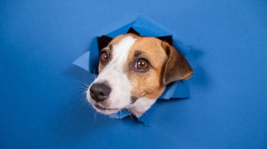 Komik köpek Jack Russell Terrier kağıt mavisi arka planda bir delikten sarkıyor.