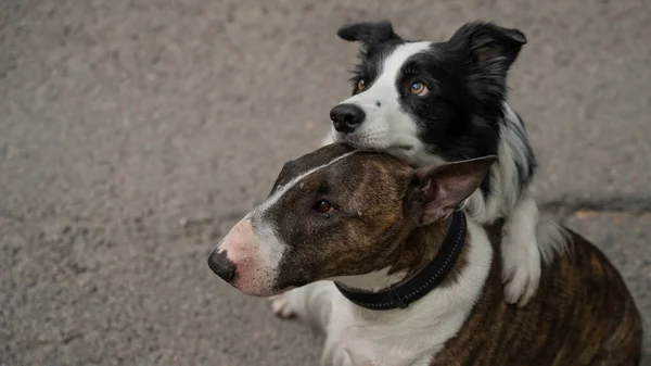 Preto Branco Borda Collie Abraçando Brindle Touro Terrier Passeio — Fotografia de Stock
