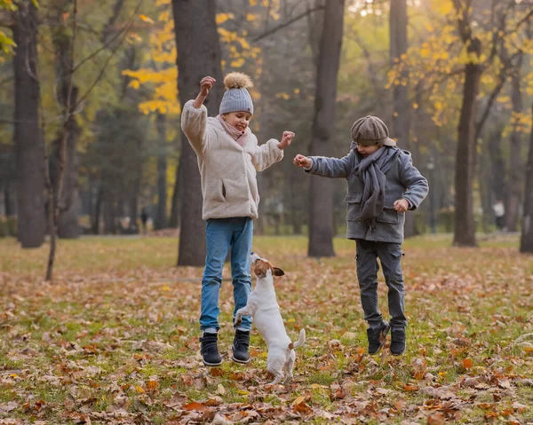 Beyaz çocuklar sonbahar parkında Jack Russell Terrier ile yürüyor. Erkek, kız ve köpek dışarı zıplıyorlar.