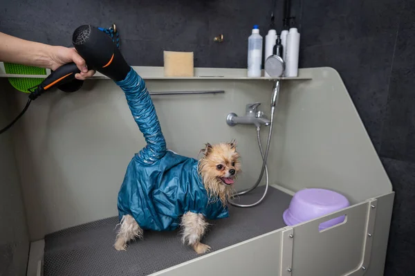Bir Kadın Kuaförde Saç Kurutma Makinesiyle Saçını Kurutuyor Köpekler Için — Stok fotoğraf