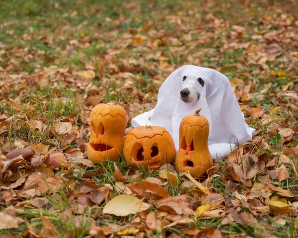 Pies Jack Russell Terrier Stroju Ducha Dyni Jack Latarni Jesiennym — Zdjęcie stockowe