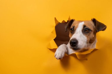 Komik Jack Russell Terrier kağıt turuncu bir arka plandan çıkıp onu yırtıyor.