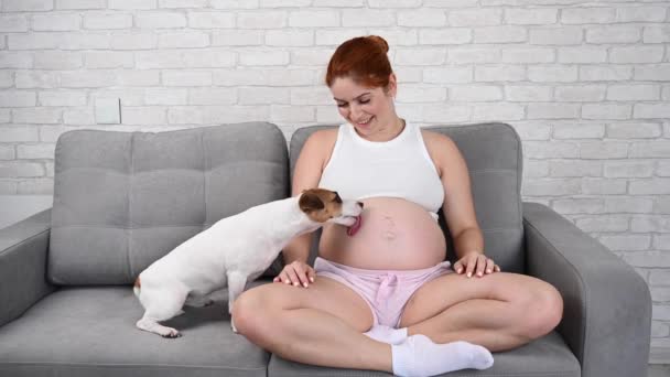 Šťastná Zrzavá Těhotná Žena Sedí Gauči Svým Psem Jack Russell — Stock video