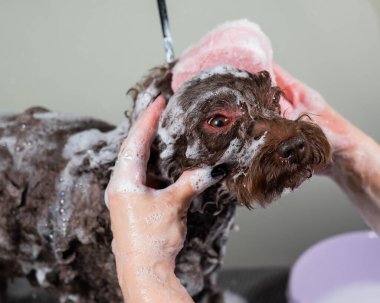 Kadın kuaförde mini fino köpeğini şampuanlıyor.