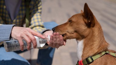 Sahibi, Afrikalı köpek Basenji 'yi sıcakta bir şişeden sular.