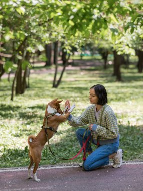 Afrikalı köpek Sabbenji parkta yürürken sahibine beşlik çakıyor.