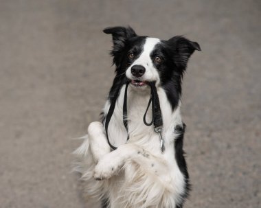 Border collie açık havada ağzında tasma tutuyor.