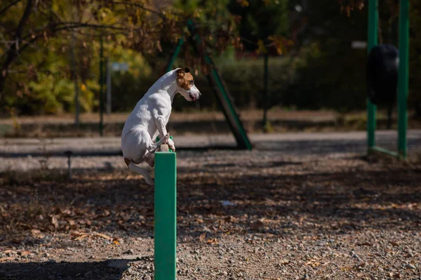 Jack Russell Terrier Köpeği Köpek Parkında Ahşap Bariyerin Üzerinden Atlıyor — Stok fotoğraf