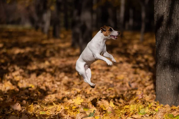 Jack Russell Terrier Kutya Leugrik Egy Fáról Egy Őszi Parkban — Stock Fotó
