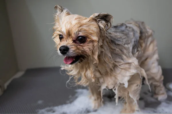 Cute dog pomeranian soaped with shampoo in the grooming salon