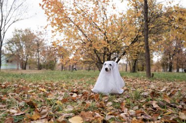 Sonbahar ormanında hayalet kostümlü Jack Russell Terrier köpeği.