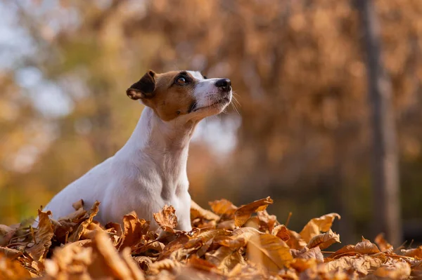 Jack Russell Terrier Hund Einem Haufen Gelber Blätter — Stockfoto