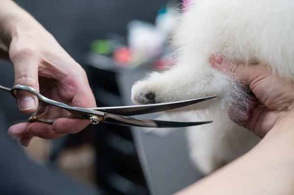 Bir Kadın Bir Spitz Pençesinde Saç Kesiyor Kuaförde Bir Köpek — Stok fotoğraf