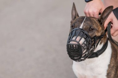 Sahibi, açık havada yürürken bir köpeğe ağızlık takar.