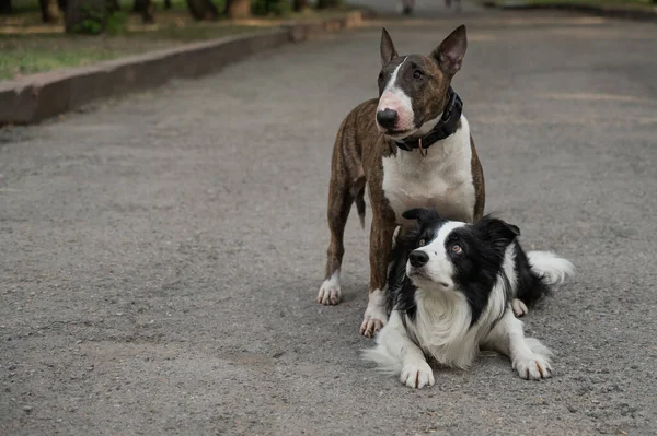 Dois Cães Estão Abraçando Uma Caminhada Collie Fronteira Terrier Touro — Fotografia de Stock