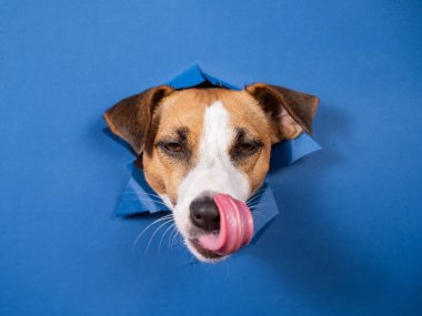 Komik köpek Jack Russell Terrier kağıt mavisi arka planda bir delikten sarkıyor.