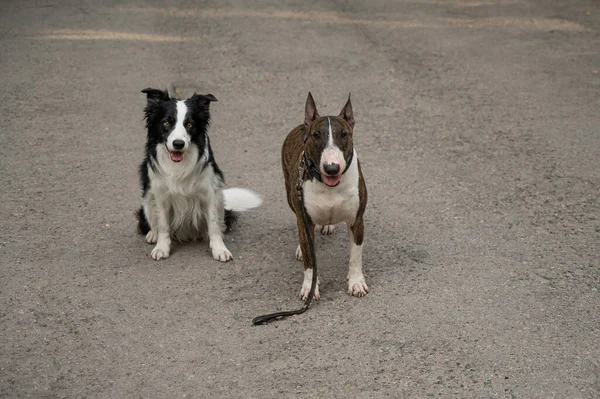 Bull Terrier Border Collie Livre Dois Cães Uma Caminhada — Fotografia de Stock