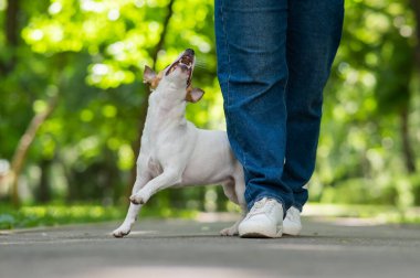 Jack Russell Terrier sahibine yılan komutası veriyor. Köpek dışarıda dişi bacakların arasında koşar.