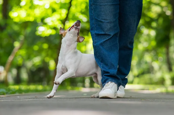 Jack Russell Terrier Performs Snake Command Owner Dog Runs Female — Stock Photo, Image