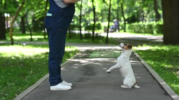Jack Russell Terrier Performs Commands Owner — Stock Video