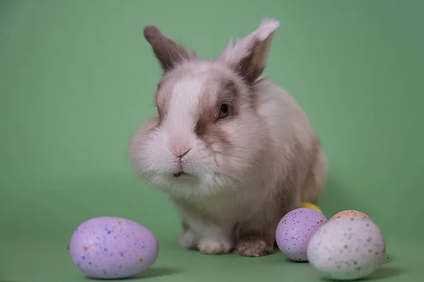 复活节兔子 绿色背景 彩绘彩蛋 — 图库照片