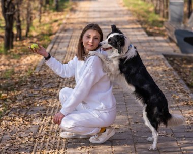 Siyah-beyaz sınır köpekleri sonbahar parkında yürürken patilerini sahiplerine uzatırlar.