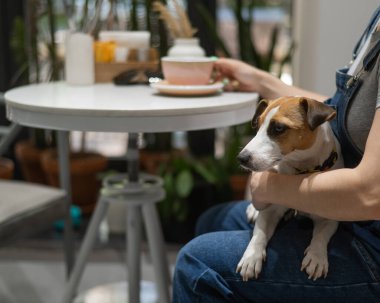 Jack Russell bir kafede hostesin kucağında oturuyor. Köpek dostu bir kafede kahve içen kadın.