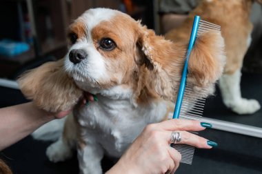 Süvari Kral Charles Spaniel 'i kuaförde tarıyor.