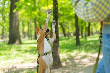 Genç bir kadın parkta yürümek için havlamayan bir Afrika köpeğini eğitiyor. Basenji komutu arka ayaklarıyla yerine getirir.