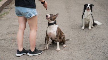 Kadın iki köpeği gezdiriyor. Kadın bacaklarına yakın plan, çoban köpeği ve teriyer.