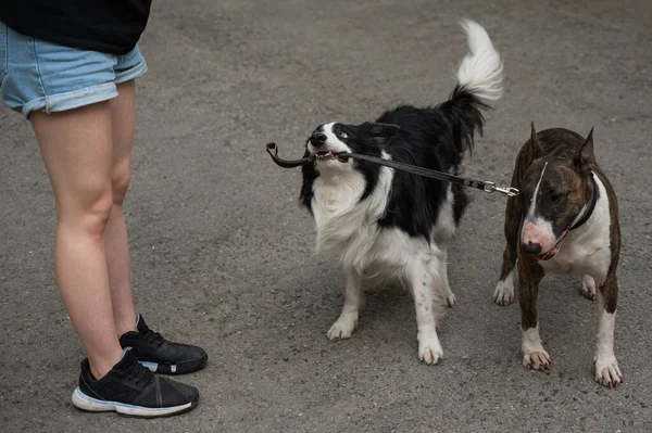 Border Collie Giving Leash Bull Terrier Owner — Stock Photo, Image