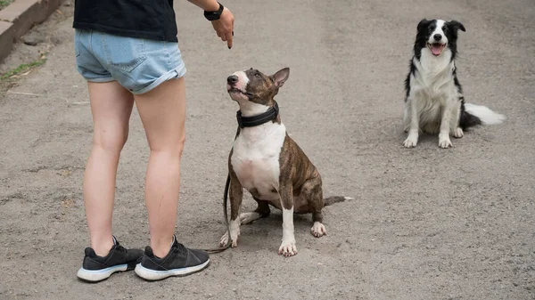 Mulher Caminha Cães Close Pernas Femininas Border Collie Touro Terrier — Fotografia de Stock