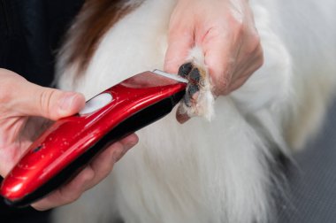 Bir kadın kuaför Papillon köpeğinin ayak parmakları arasındaki kılları kesiyor.