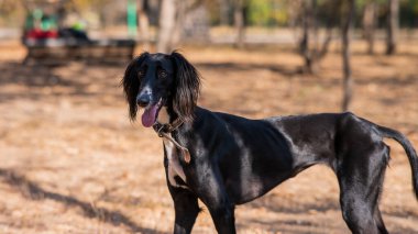 Tazy. Sonbaharda Orta Asya Greyhound yürüyüşü