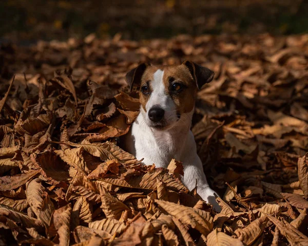 Jack Russell Terrier Σκυλί Ένα Σωρό Από Κίτρινα Πεσμένα Φύλλα — Φωτογραφία Αρχείου