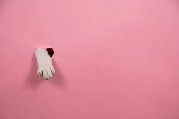 Ένα Πόδι Σκύλου Προεξέχει Από Ροζ Χαρτόνι Μια Τρύπα Στο — Φωτογραφία Αρχείου