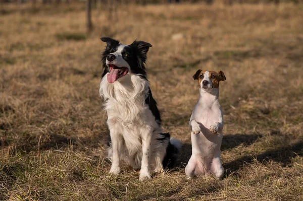Anjing Penjaga Perbatasan Dan Anjing Jack Russell Terrier Berjalan Taman — Stok Foto
