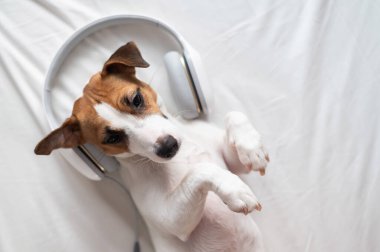 Sevimli köpek Jack Russell Terrier sırt üstü yatar ve kulaklıkla müzik dinler.