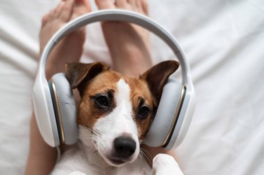 Şirin köpek Jack Russell Terrier sahibinin bacaklarının üzerinde sırt üstü uzanıyor ve kulaklıkla müzik dinliyor.