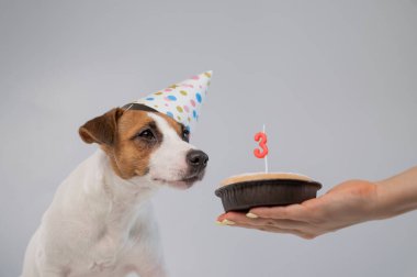 Beyaz arka planda doğum günü şapkalı bir köpek. Bir kadın elinde Jack Russell Terrier 'la elinde mum şeklinde bir pasta tutuyor..