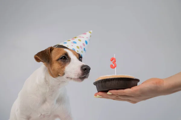 Cão Chapéu Aniversário Fundo Branco Uma Mulher Segura Jack Russell — Fotografia de Stock