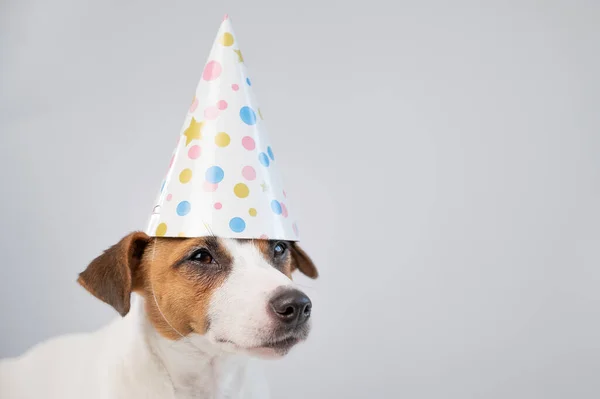Cão Chapéu Aniversário Fundo Branco Jack Russell Terrier Está Comemorando — Fotografia de Stock