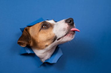 Komik köpek Jack Russell Terrier kağıt mavisi arka planda bir delikten sarkıyor.