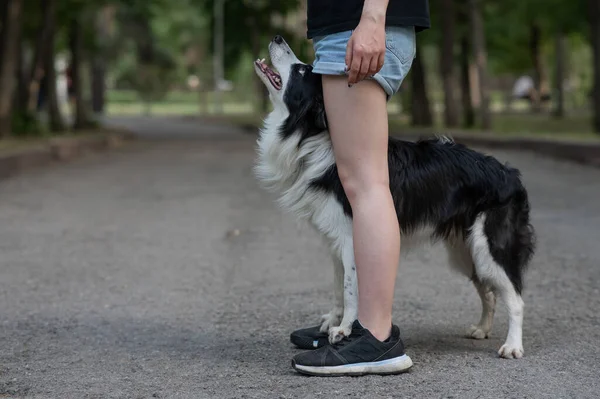 Sahibinin bacaklarının arasında siyah beyaz bir çoban köpeği var ve yürürken gözlerinin içine bakıyor.