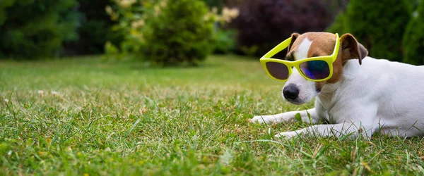 Jack Russell Terrier Dog Sunglasses Green Grass Summer Vacation Concept — Stock Photo, Image