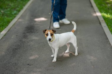 Jack Russell Terrier köpeği parkta yürürken tasmasını sıkıca tutuyor.