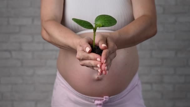怀孕的妇女伸出一根芽 切碎的肚子 — 图库视频影像