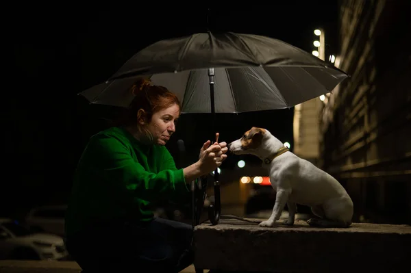 Рыжая Женщина Собака Джек Рассел Терьер Зонтиком Темноте — стоковое фото