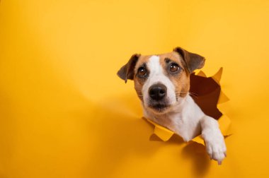 Komik Jack Russell Terrier kağıt turuncu bir arka plandan çıkıp onu yırtıyor.