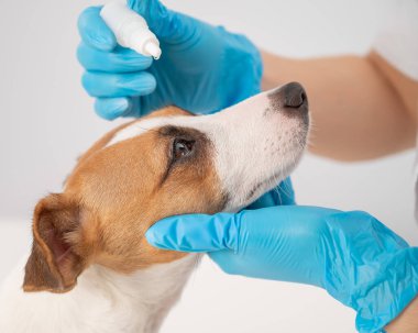 Beyaz arka planda Jack Russell Terrier köpeğine göz damlası damlatan kadın veteriner.